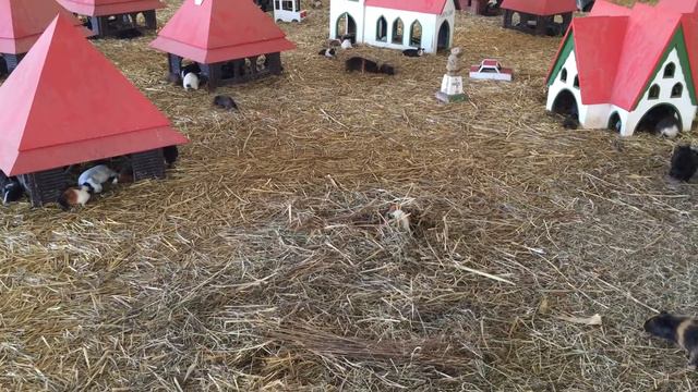 Морские свинки в зоопарке смотреть онлайн