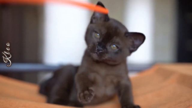 Соболиная бурманская девочка Клео смотреть онлайн