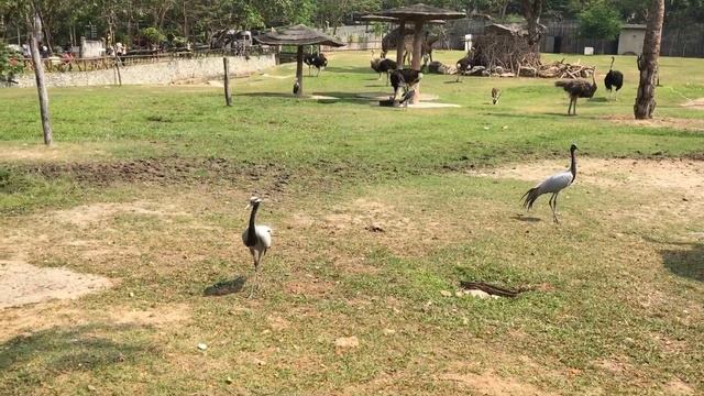 Жизнь страуса смотреть онлайн