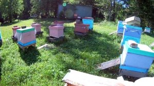 Джентерский сот 100% работает