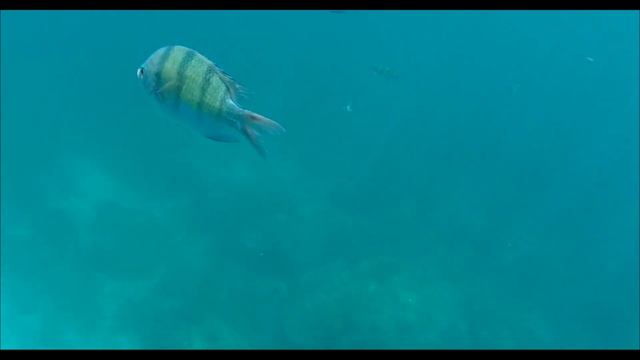 Maya Bay - Ko Phi Phi Leh Island - "The Beach" Snorkeling, Akaso V50Pro SE смотреть онлайн