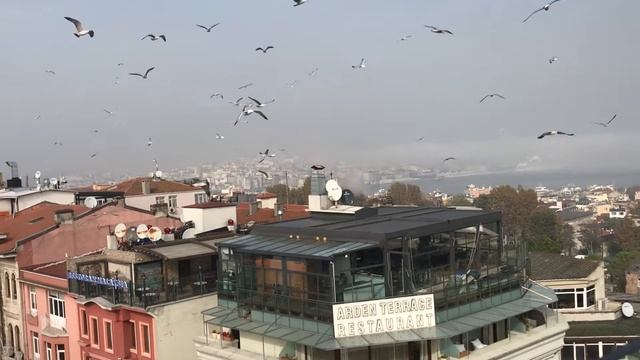 Чайки над Стамбулом. Самый романтический вид на город и Айя София на террасе ресторана N Terrace смотреть онлайн