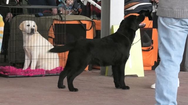 Международная выставка собак. Ринг Лабрадоров. Одесса. FCI-CACIB. Одеса. ProPlan. Ретривер. VlogDog