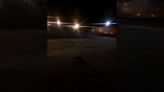 Песцы-собаки севера смотреть онлайн