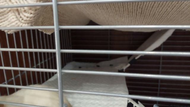 КрысоДевочки ходят на лоток! 🐁🐀 Я в приятном шоке! Они совсем другие! 🤗🤗🤗 смотреть онлайн