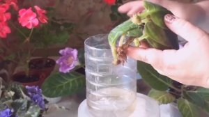 Размножение глоксиний листом в воде и даже фрагментом листа.