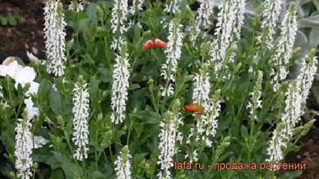 Сальвия дубравная Шнеехёгль ? сальвия Шнеехёгль обзор: как сажать рассада сальвии Шнеехёгль смотреть онлайн