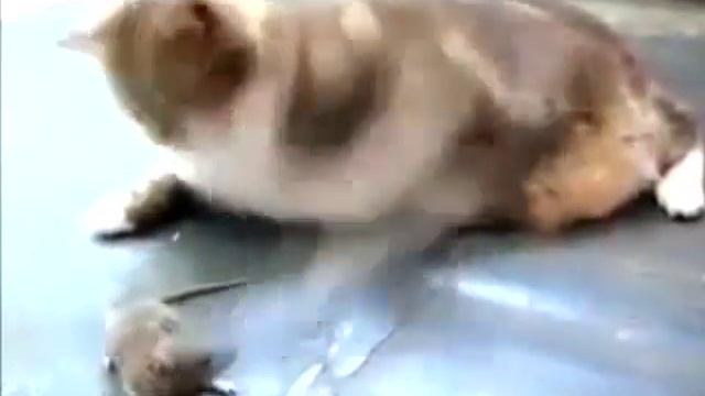 Cat Vs RAT (david vs goliath) смотреть онлайн