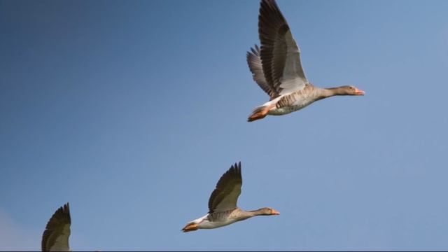 ? КАК ПРАВИЛЬНО СТРЕЛЯТЬ ГУСЕЙ НА ПОДЛЁТЕ?