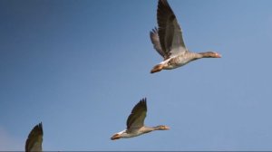 ? КАК ПРАВИЛЬНО СТРЕЛЯТЬ ГУСЕЙ НА ПОДЛЁТЕ?