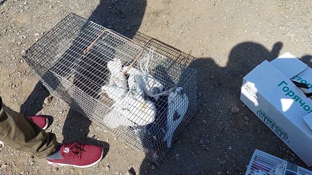 Ростовская обл.,п.Зимовники голубиный рынок 08.05. 2022 г. смотреть онлайн