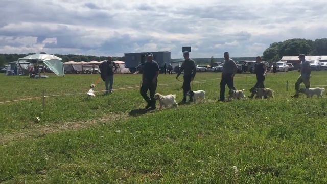 Старшая возрастная группа. Суки. смотреть онлайн
