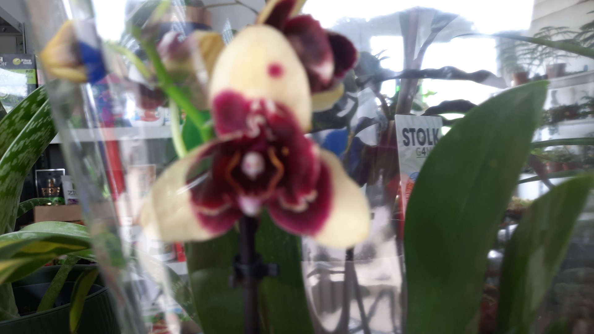 ОБЗОР ОРХИДЕЙ В МАГАЗИНЕ "РОСТОК "//17.04.24// смотреть онлайн