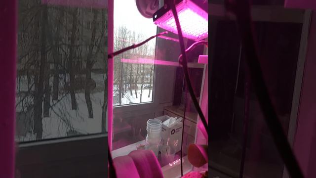 Что произошло с замёршими орхидеями через 2 месяца .... 11 февраля 2024 г. смотреть онлайн