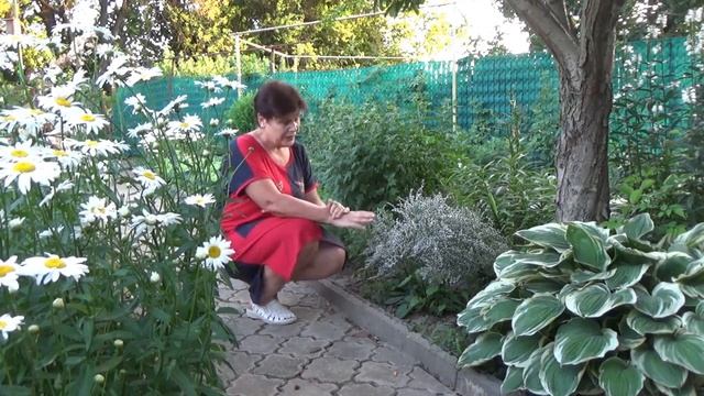 КЕРМЕК ТАТАРСКИЙ многолетний тысячи крохотных цветочков сливаются в нежнейшее белесое облако смотреть онлайн