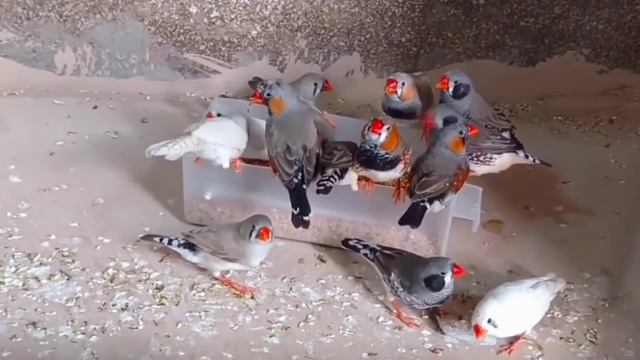 Zebra finch breeding tips | zebra finches complete information | zebra finches care and breeding смотреть онлайн