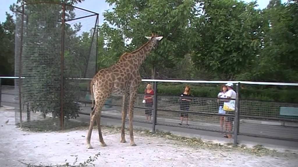 Жираф   большой, ему  видней........