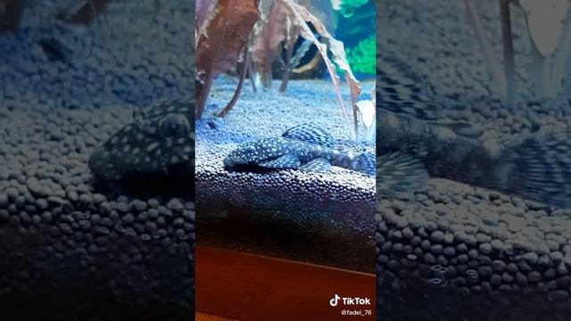 самка Анциструса смотреть онлайн