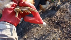 Некроз пальцев у курицы