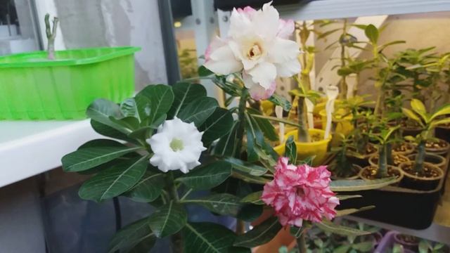 АДЕНИУМЫ. ПЕРВОЕ  ЦВЕТЕНИЯ