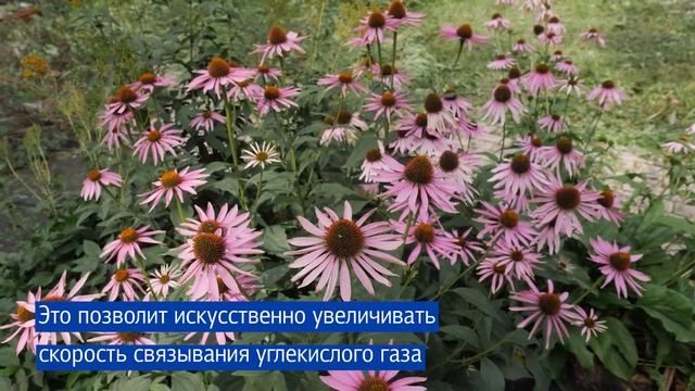 Создание карбонового полигона смотреть онлайн