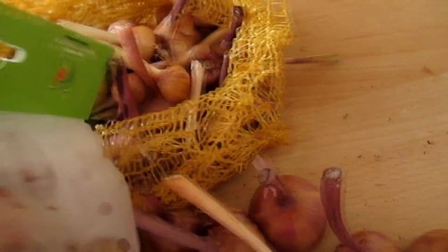 ГЛАДИОЛУСЫ. КАК СОХРАНИТЬ ПРАВИЛЬНО? 100% ГАРАНТИЯ смотреть онлайн