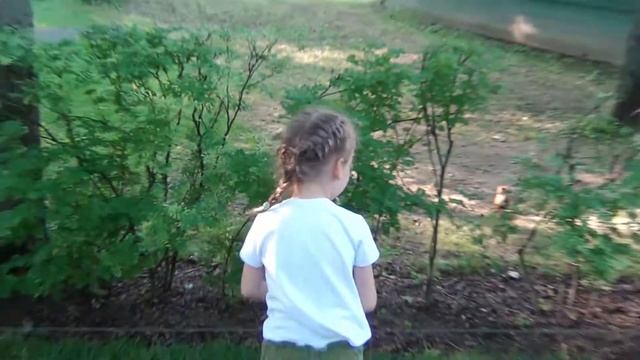 Белка в Петергофе, кормление с рук. (Squirrel In Peterhof).