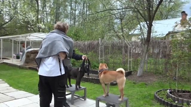 ДТ - 161. Стая шарпеев. Сложности управления. Ч.1 смотреть онлайн