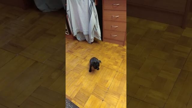 Французский бульдог Джесси играет смотреть онлайн