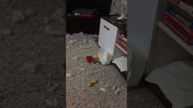 Дома выпал первый снег наводим порядки .. чёрный пекинес девочка маленькая шкода ? смотреть онлайн