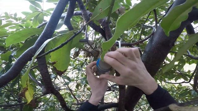 The Perilous Tree Climb of Awesnap | Geocaching Vlog Throwback смотреть онлайн