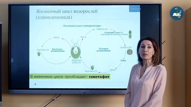 Жизненный цикл водорослей смотреть онлайн
