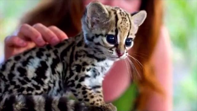 «Ничего себе котик!»: узнав правду о найденном «пушистике» люди «выпали в осадок» и вызвали полицию смотреть онлайн