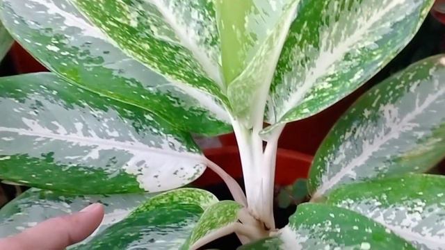 Rainy morning plants tour in my garden | New plants collection | Care Tips about plants смотреть онлайн