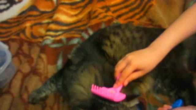 как расчёсывать кота смотреть онлайн