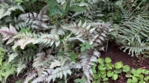 Папортники с серебристыми листьями