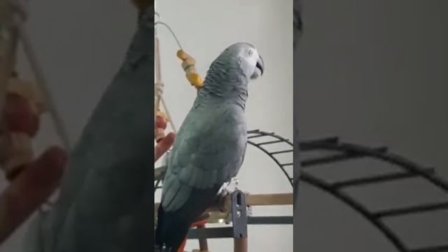 художественный свист и смех..кукарачик... смотреть онлайн