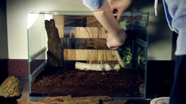 Оформление ТЕРРАРИУМА для СКОРПИОНА (Heterometrus petersi или Азиатский черный скорпион) смотреть онлайн