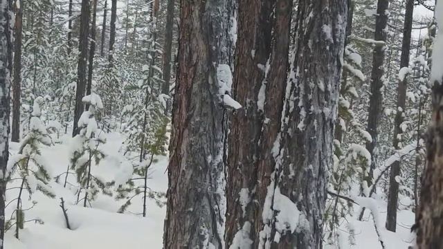 Как не заблудиться в лесу. Советы опытного охотника смотреть онлайн