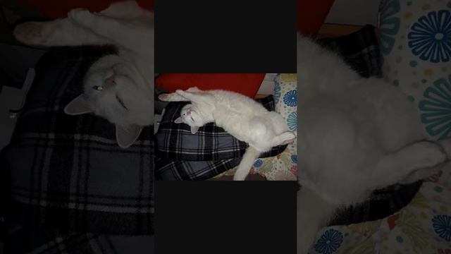 Самые красивые позы для сна. смотреть онлайн