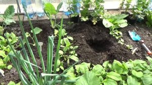 Посадка дыни. Когда и как высаживать рассаду.