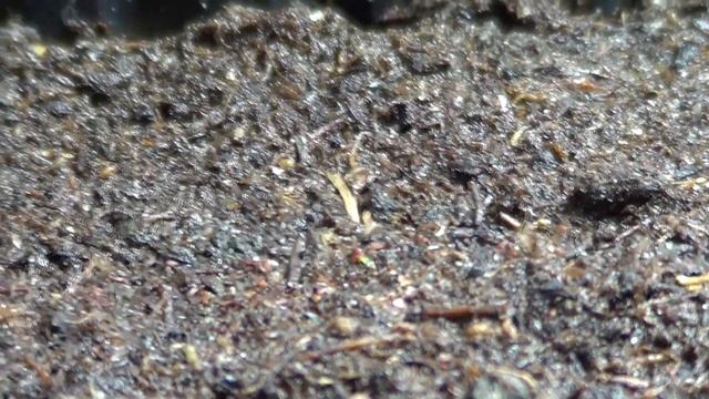 Всходы астильбы из семян смотреть онлайн