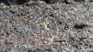 Всходы астильбы из семян