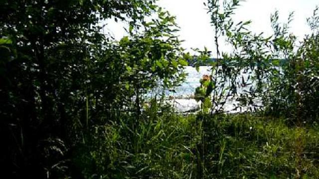 хвойный бор смотреть онлайн