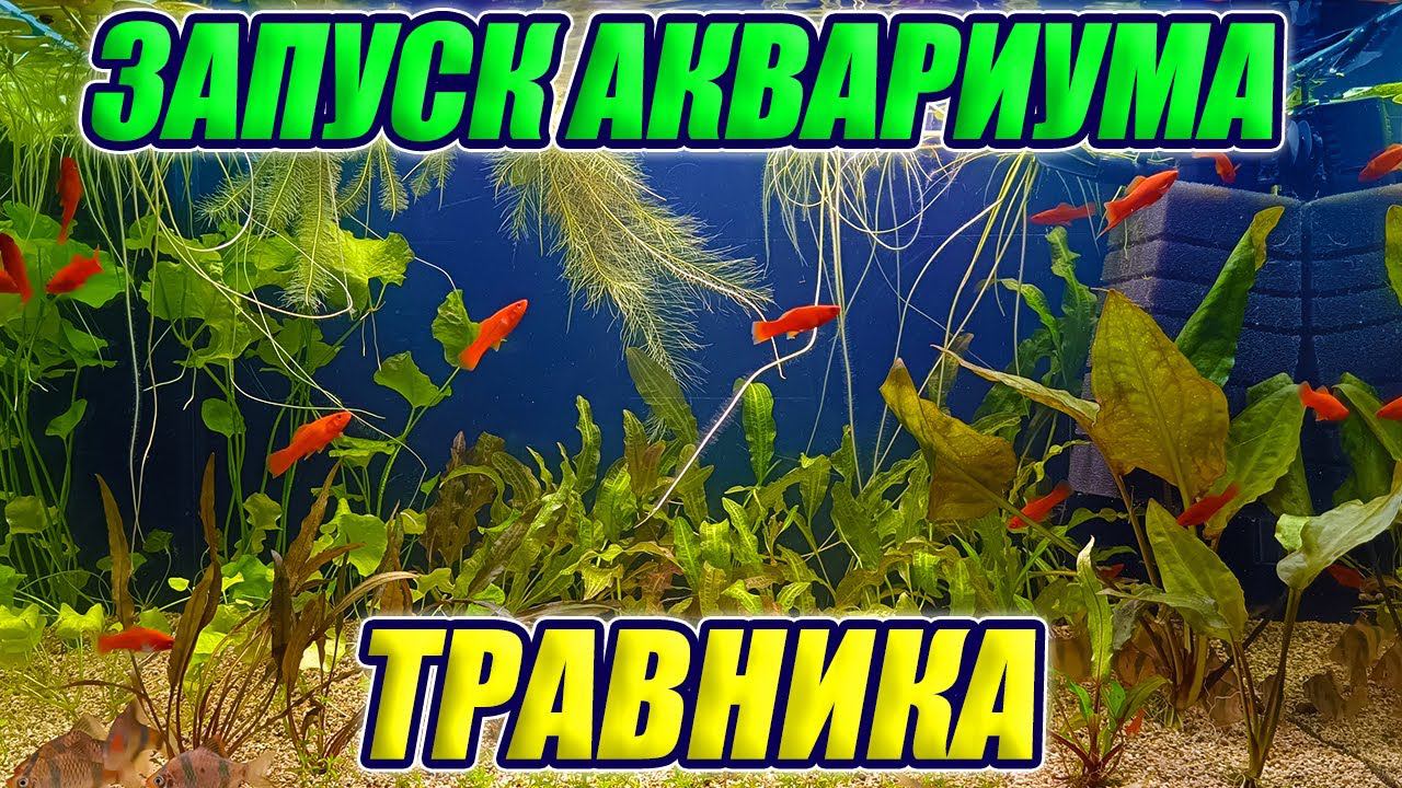 Запуск аквариума травника с шикарными растениями! смотреть онлайн