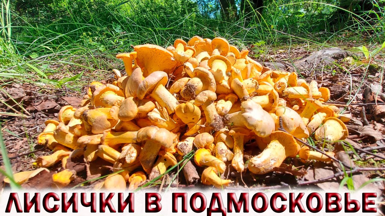 ?ГРИБЫ ЛИСИЧКИ РАДУЮТ В ЛЕСАХ ПОДМОСКОВЬЯ.?ВСТРЕТИЛ ГРИБНИКОВ.?НАШЁЛ ТСЖ смотреть онлайн