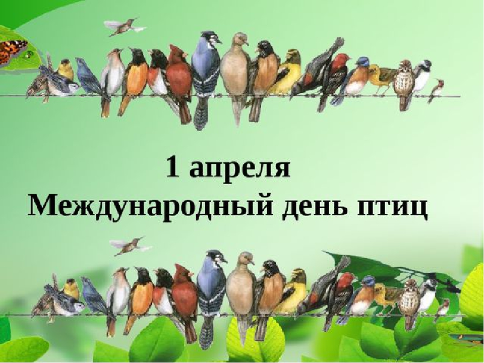 Международный день птиц смотреть онлайн