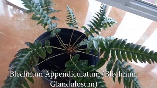 Atacho Eden 024: Samambaia/Ferns, Blechnum смотреть онлайн