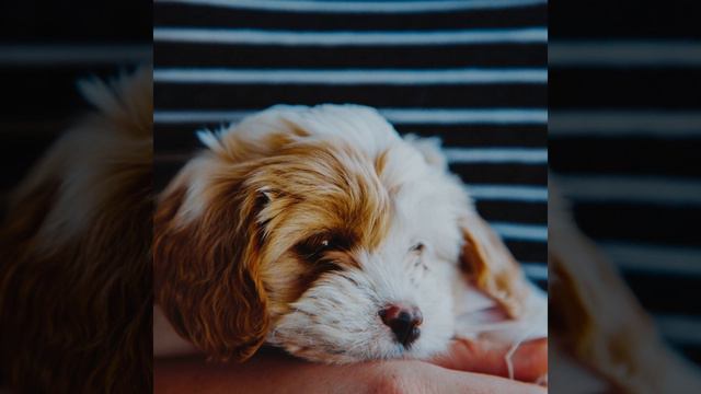 Serene Piano and Acoustic Bass - Vibe for Resting Dogs смотреть онлайн