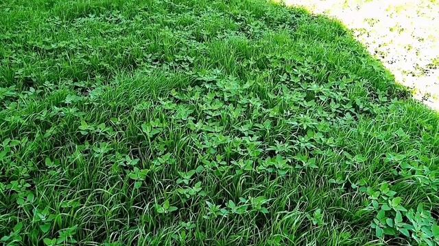 Газон. Как посетить газон на глине своими руками! смотреть онлайн